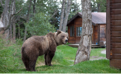 Bärenbeobachtung: Brooks Lodge