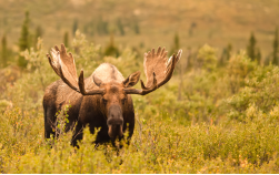 Hike the North - Traumpfade in Alaska und im Yukon, 21 Tage