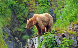 Bärenbeobachtung: Kodiak Treks, 4 Tage