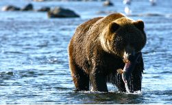 Bärenbeobachtung: Kodiak Treks, 4 Tage