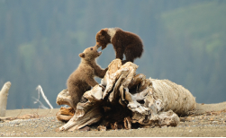 Bärenbeobachtung: Great Alaska Bear Camp