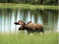 Kleingruppenreise: Yukon Lodge Adventure, 8 Tage