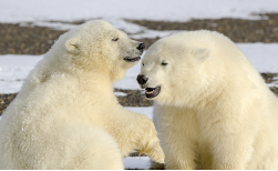 Polar Bears in Kaktovik, 3 Tage
