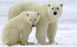 Polar Bears in Kaktovik, 3 Tage