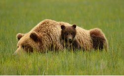 Alaska-Yukon Explorer, 15 Tage
