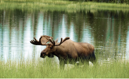 Alaska und Yukon – Natur pur, 15 Tage