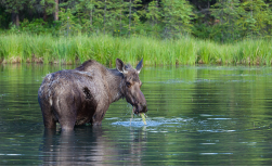 Classic Alaska, 8 Tage