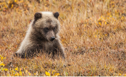 Silver Trail & Dempster Highway, 15 Tage