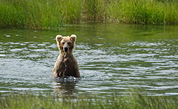 Denali Nationalpark