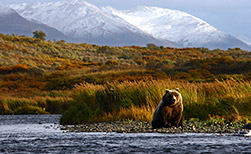 Kodiak