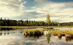 Marsh Lake