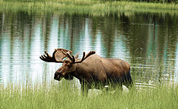 Marsh Lake