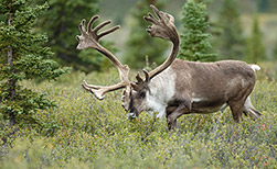 Talkeetna