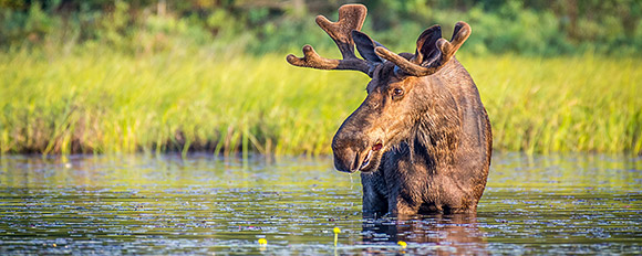 Entdecken Sie mit unseren Wildlife Adventures die wilde Tierwelt Alaskas

