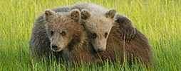 Alaskas Tierwelt