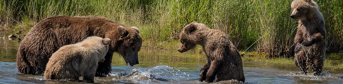 Hotels &amp; Lodges Kodiak